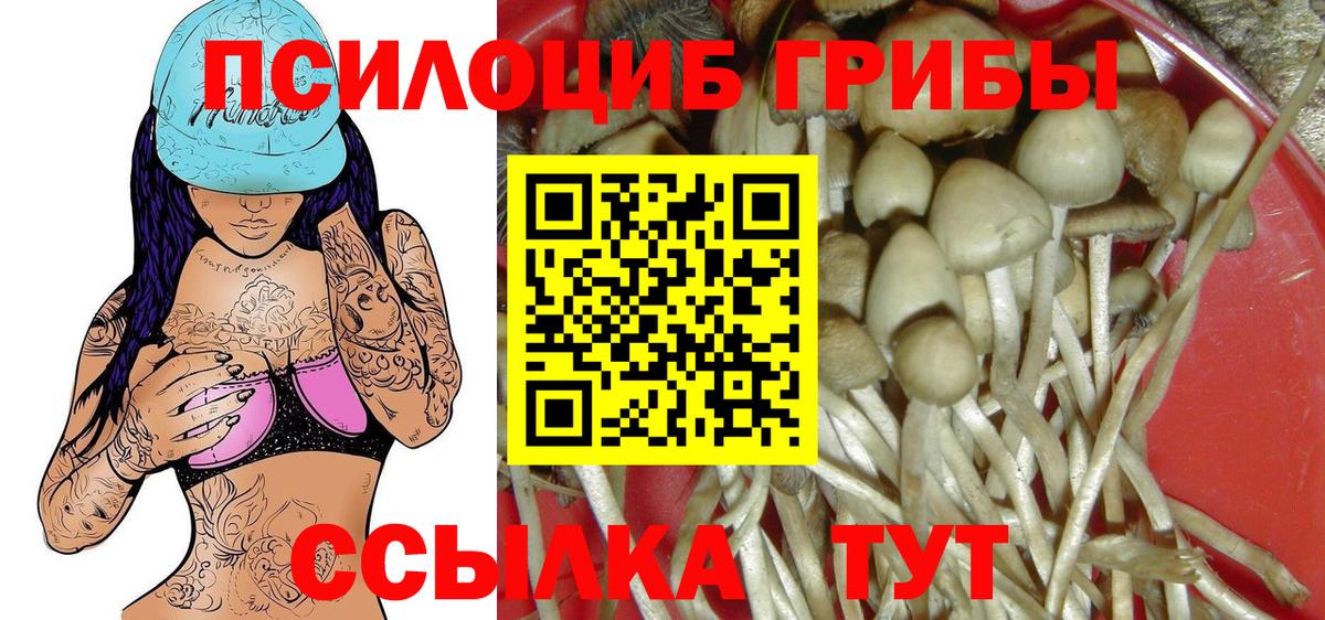 Будённовск  Псилоцибиновые грибы GOLDEN TEACHER  Вход с VPN 